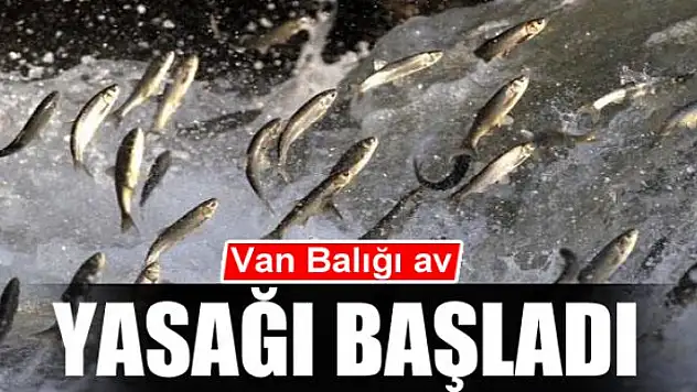 Van Balığı av yasağı başladı