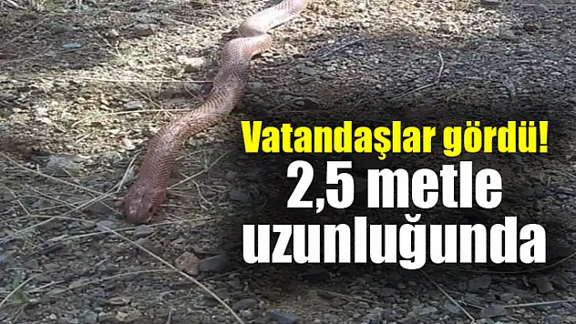 Vatandaşlar gördü! 2,5 metle uzunluğunda