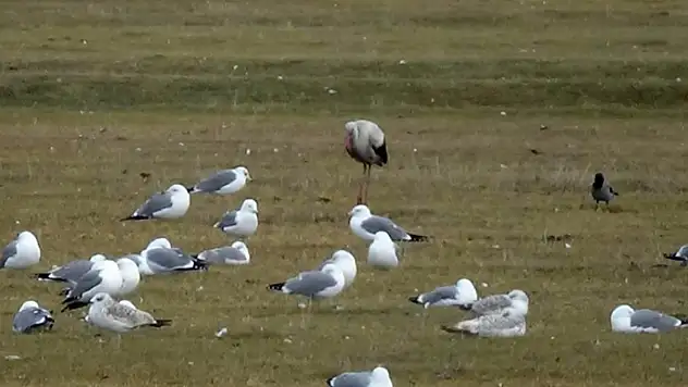 Yaban kuşları yeniden Karasu Çayı'nda