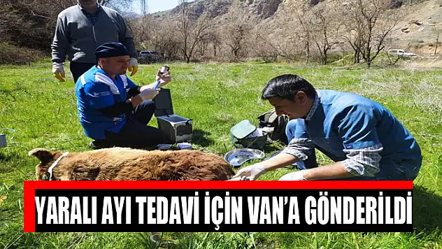 Yaralı ayı tedavi için Van'a gönderildi
