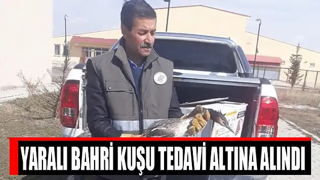 Yaralı bahri kuşu tedavi altına alındı