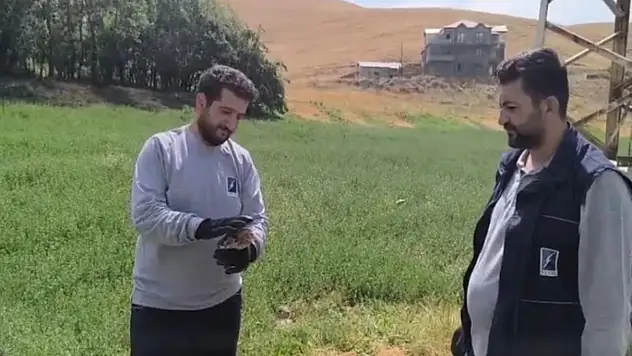 Yaralı baykuş ekipler tarafından kurtarıldı