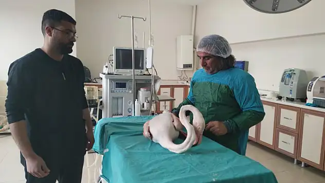 Yaralı bulunan flamingo Van'da tedavi altına alındı