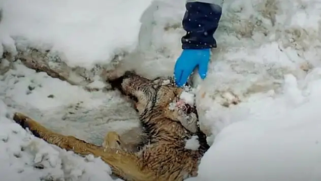 Yaralı halde bulunan kurt tedavi altına alındı