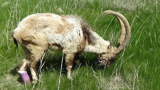 Yaralı halde bulunan yaban keçisi tedavi altına alındı