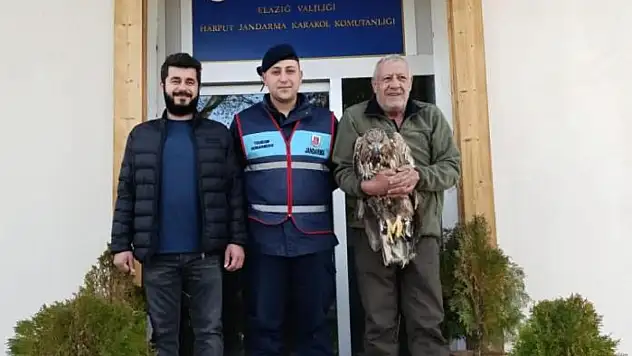 Yaralı kaya kartalına jandarma şefkati