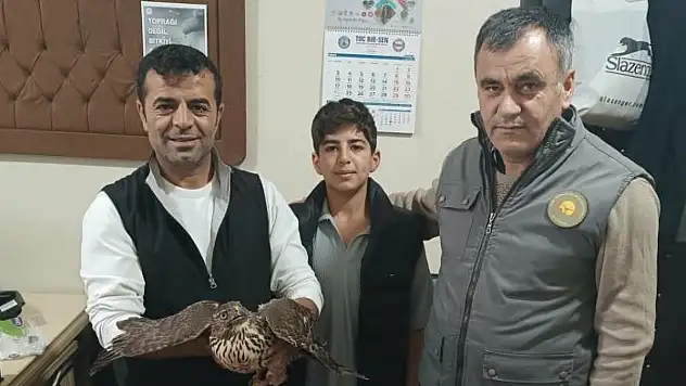 Yaralı şahin tedavi altına alındı