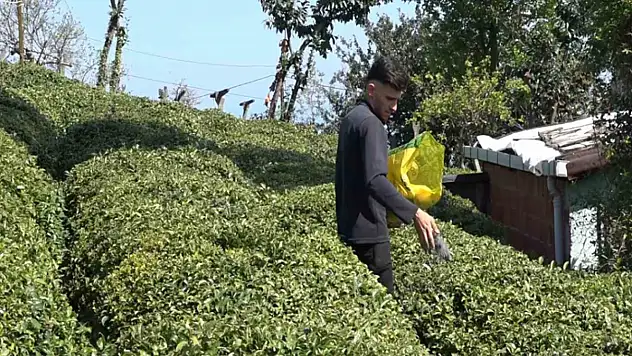 Yaş çay üreticileri son hazırlıklarını tamamlıyor