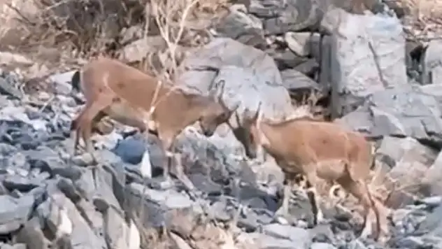 Yavru dağ keçilerinin tatlı çekişmesi kamerada
