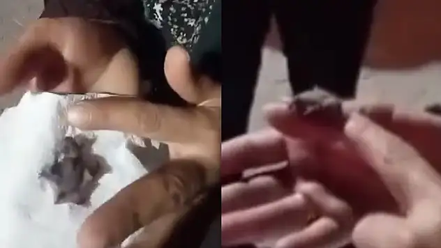 Yavru yarasa ekiplere teslim edildi