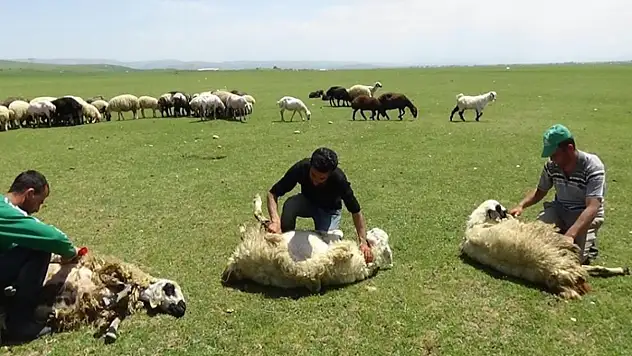 Yaylalarda koyun kırkma zamanı