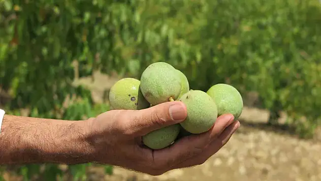 'Yeşil Altın' rekoltede üreticilerin yüzünü güldürdü