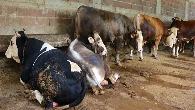 Yetiştiricilere 76 milyon TL destek