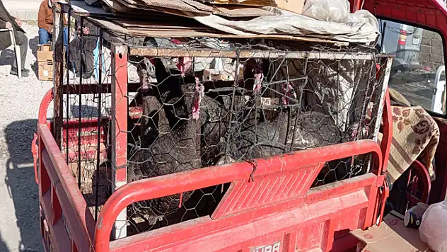 Yılbaşı öncesi hindi satışlarına yoğun ilgi