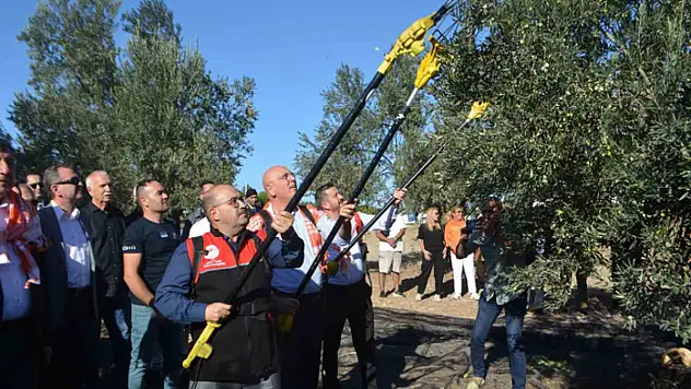 Yılın ilk zeytinyağı üretimi yapıldı