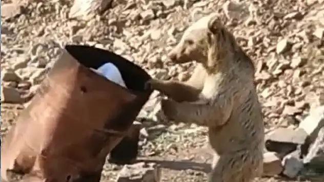 Yiyecek arayan ayı kameraya yansıdı