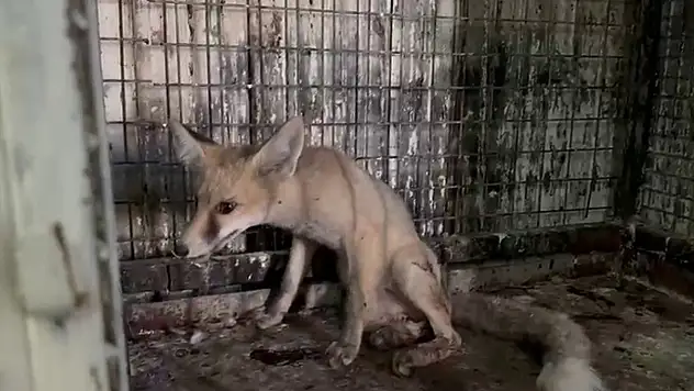 Yol ortasında yaralı olarak bulunan tilki tedavi altına alındı