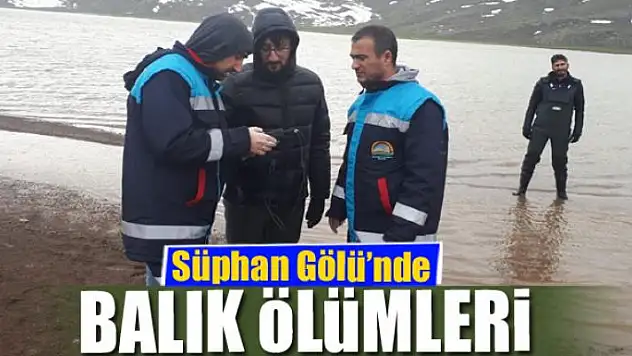 Süphan Gölü'nde balık ölümleri