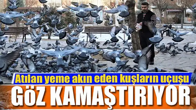 Atılan yeme akın eden kuşların uçuşu göz kamaştırıyor