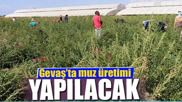 Gevaş'ta muz üretilecek