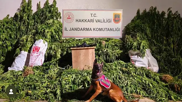 Yüksekova'da 630 kök kenevir ve 61 kilo esrar ele geçirildi