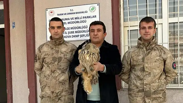 Yüksekova'da boynuzlu baykuş tedavi altına alındı