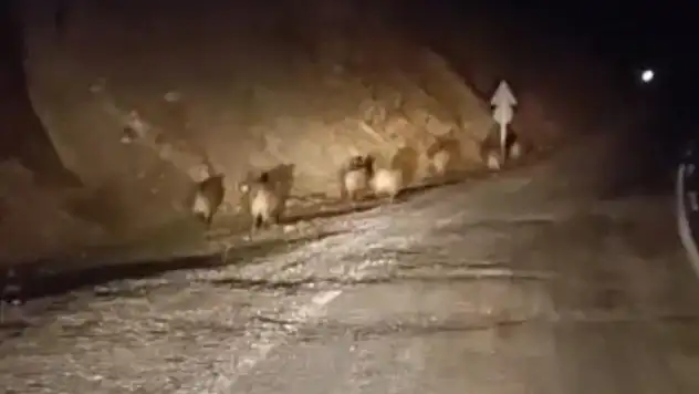 Yüksekova'da domuz sürüsü kamerada