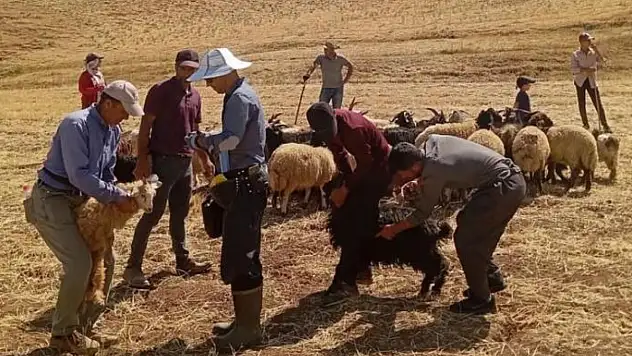 Yüksekova'da hayvan aşılama ve kimliklendirme çalışması devam ediyor