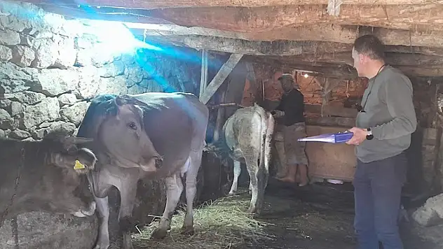 Yüksekova'da hayvanları kimliklendirme ve aşılama çalışması