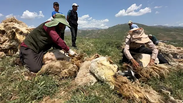 Yüksekova'da koyun kırkma mesaisi başladı