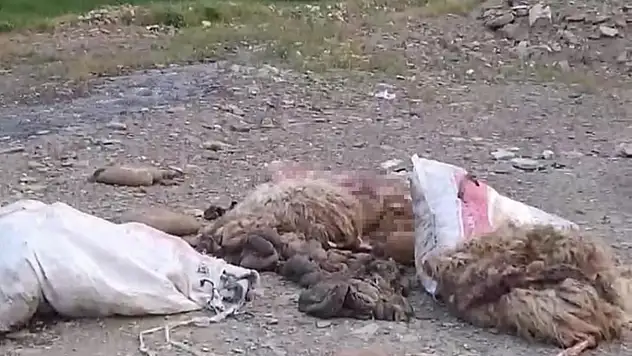 Yüksekova'da sakatatların yol kenarına atılmasına tepki