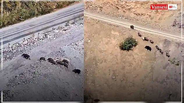 Yüksekova-Van kara yolu üzerinde domuz sürüsü görüntülendi