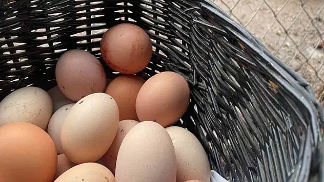 Yumurta üretimi 6 ayda 330 milyon adet azaldı
