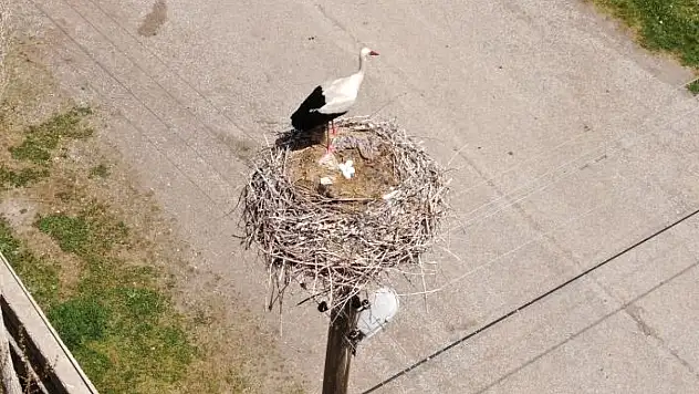 Yuvalarına dönen leylekler kuluçkaya yattı