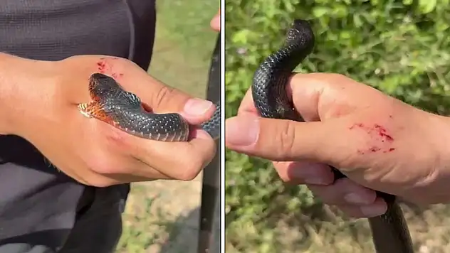 Zararsız, öldürmeyin dediği 1 buçuk metrelik yılan bir anda elini ısırdı