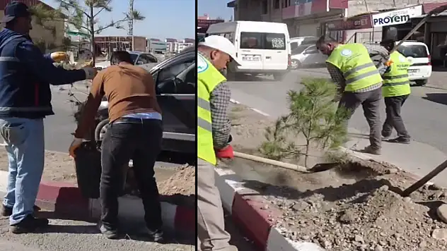 Zeylan Caddesi'nde fidan dikimi