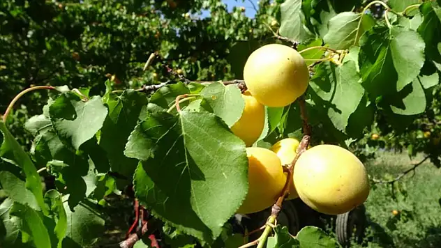 Zirai dona rağmen kuru kayısı ihracatı devam ediyor