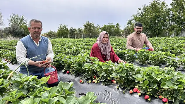 Zirai dondan ateş yakarak kurtardığı çileğin hasadına başladı