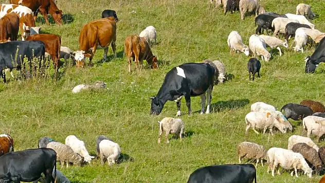Zoonotik hastalıklar hakkında eğitim semineri düzenlenecek