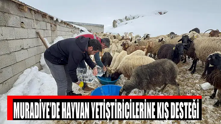 Muradiye’de hayvan yetiştiricilerine kış desteği