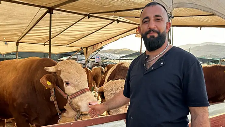 1 ton 50 kiloluk 'Baron' isimli dana satıldı