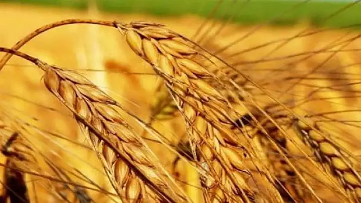 Kuraklık sigortası buğdayda başlıyor