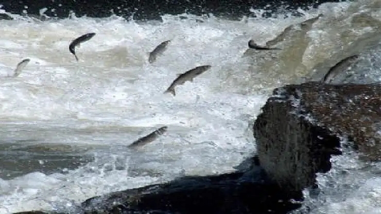 AV YASAĞI SONA ERDİ