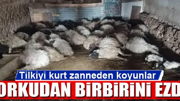 Tilkiyi kurt zanneden koyunlar korkudan birbirini ezdi