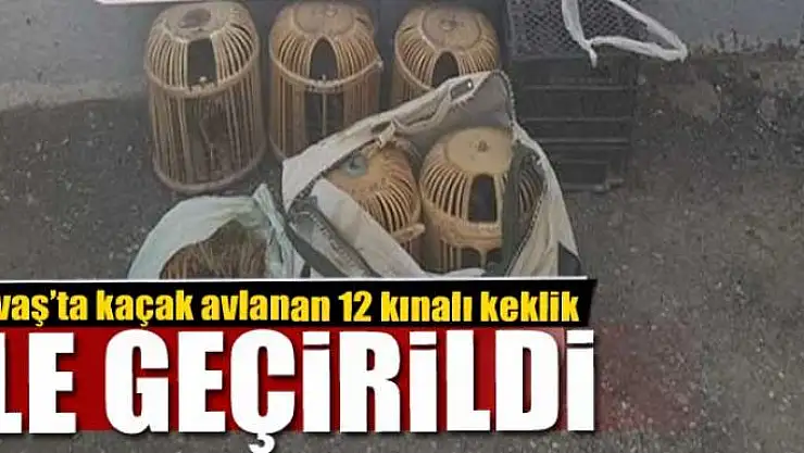 Gevaş'ta kaçak avlanan 12 kınalı keklik ele geçirildi 