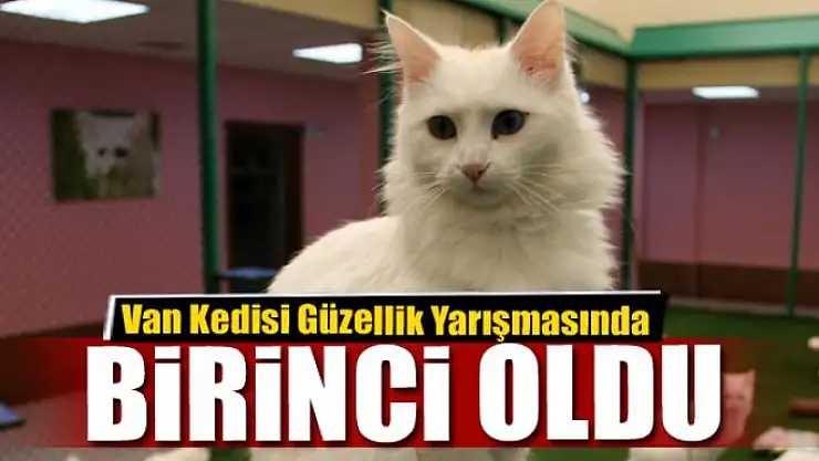 Van Kedisi Güzellik Yarışmasında birinci oldu