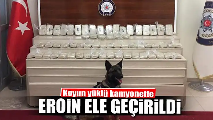 Koyun yüklü kamyonette 32 kilo eroin ele geçirildi