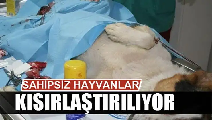 Sahipsiz hayvanlar kısırlaştırılıyor