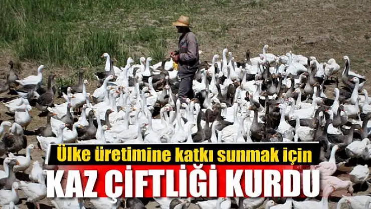 Ülke üretimine katkı sunmak için kaz çiftliği kurdu