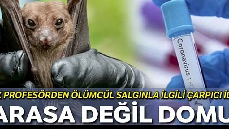 Türk profesörden çarpıcı iddia: Yarasa değil domuz